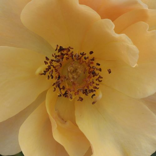 Online rózsa rendelés - Narancssárga - törpe - mini rózsa - diszkrét illatú rózsa - Rosa Fleur™ - Poulsen Roser A/S - Halvány narancssárga, elegáns megjelenésű fajta.